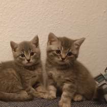 Продам шотландские котята скотиш страйт, родились 15.02.2023, в г.Нортхайм