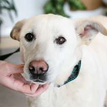 Грациозная красотка Ева в дар лучшим людям!!!, в Москве