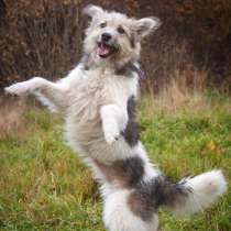 Очаровательный небольшой бородатик Фанни в добрые руки, в Москве