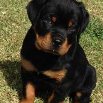 Ротвейлер Анадырь, в Анадыре