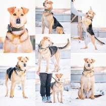 Классная собака Санни ищет дом, в Москве