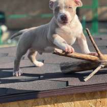 Американский Булли щенки, в Краснодаре