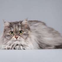 Пушистая ласковая кошка Дымка в добрые руки, в Москве