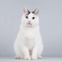 Котейка Андрейка ищет доброе сердце, в Москве