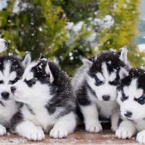 Хаски Волгограде, в Волгограде