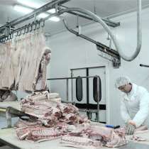 Польша. Разбор, порезка мяса свинины(мясо), 1100 евро, в г.Кишинёв