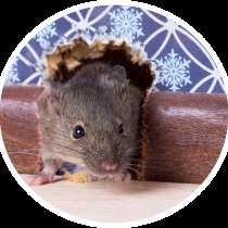 Дератизация. Эффективная борьба с любыми видами грызунов, в Москве