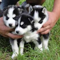 Щенки хаски, в Москве