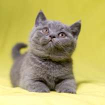 Британская голубая принцесса, в Москве