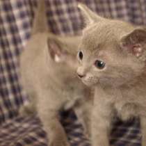 Продаю котят порода русская голубая, в Санкт-Петербурге