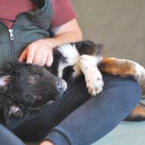 Щенок метис колли, в Москве