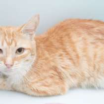 Кошечка Мальта, в Москве