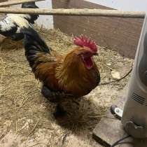 Петухи, в Рославле