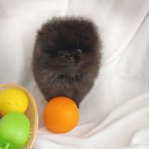 Померанский шпиц, в г.Берлин