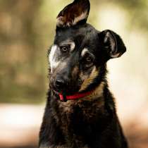 Молодой кобель по кличке Чейз в поисках дома!, в Москве