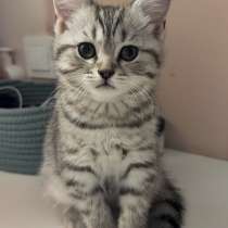 Шотландский котенок, в Волгограде