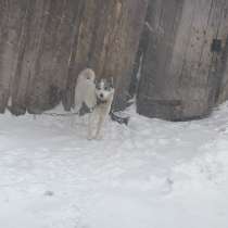 Отдам собаку в добрые руки!, в Юрге