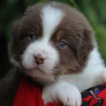 Аусси Красный Мрамор и Красный Триколор, в Москве