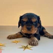 Щенки кавалер Кинг Чарльз спаниель, в Москве