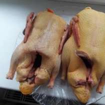 Продам тушку утки, в Славянске-на-Кубани