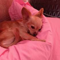 Вязка мальчик чихуахуа, в г.Стамбул