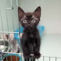 Забавная Киссия ищет друга, в Москве