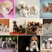 Питомник щенков Новокузнецке, в Новокузнецке