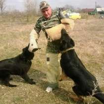 Дрессировка собак, в Новокубанске