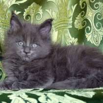 Котята мейн кун, в Москве