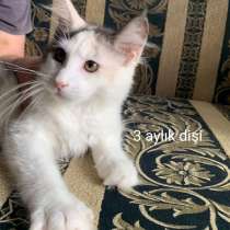 Котята породы Мэйн-кун, в г.Текирдаг