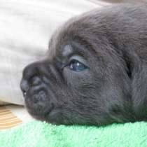 Щенки из Династии Чемпионов, в Санкт-Петербурге