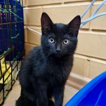 Черный жемчуг - котенок Уголек ищет заботливых хозяев, в доб, в г.Москва