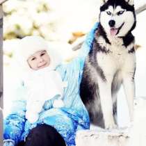 Щеночки Хаски. черно-белые. голубоглазые и разноглазые, в Грязовце