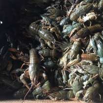 Раки, в Санкт-Петербурге