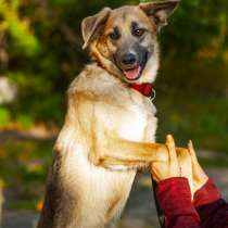 Щенки в добрые руки собака даром, в Москве