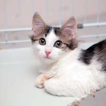 Кошечка Зена ищет дом, в Москве