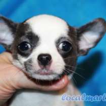 Бело-голубая девочка чихуа-хуа, в Сергиевом Посаде