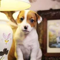 Щенки Джек Рвссела терьера Зеленоград, в Москве