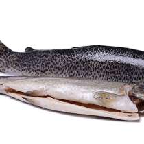 Живая рыба Форель, Осетр в Стерлитамаке, в Стерлитамаке