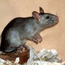 Крысы, в Тюмени