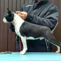 Бостон Терьер, в Санкт-Петербурге