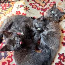 Котята бесплатно, в Иванове