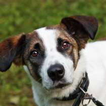 Познакомьтесь с невероятно спокойным и умным Арни!, в Москве