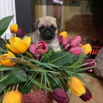 Мопс Щенки, в Челябинске