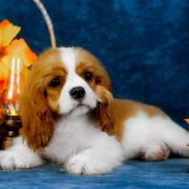 Кавалер Кинг Чарльз спаниель -щенок, в Ярославле