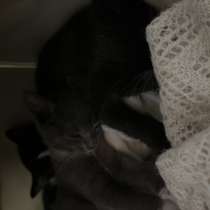 Котята отдаю в добрые руки, в Домодедове