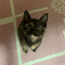 Котята девочки, в добрые ручки??, в Чите