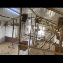 Попугаи, в Москве