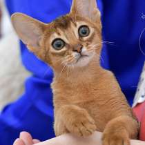 Абиссинские котята, в г.Тбилиси