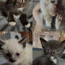 Котята, в Кемерове